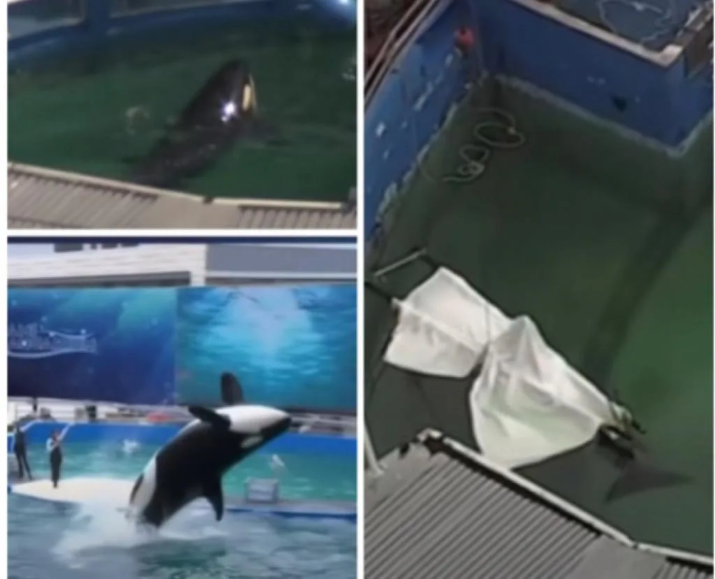 "Te fallamos", Lolita nunca fue libre: la orca murió en Estados Unidos
