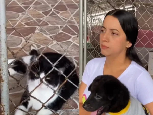 Adopción responsable en Cali: una tarea urgente para brindarles un buena hogar a animales de la calle