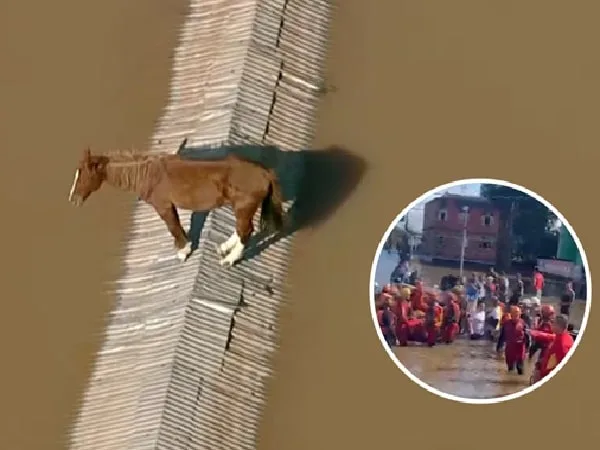 Caramelo, caballo rescatado en Brasil.