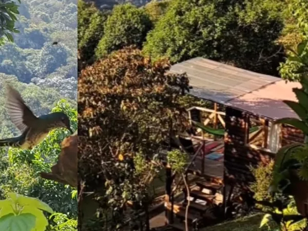 "Rodeado de naturaleza y aves": así puede acampar en las montañas de Cali