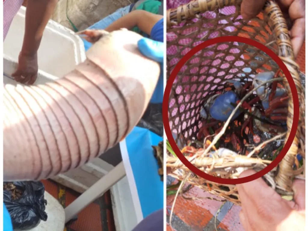Desde Cangrejo Azul hasta armadillo encontró el Dagma en un mercado en Cali