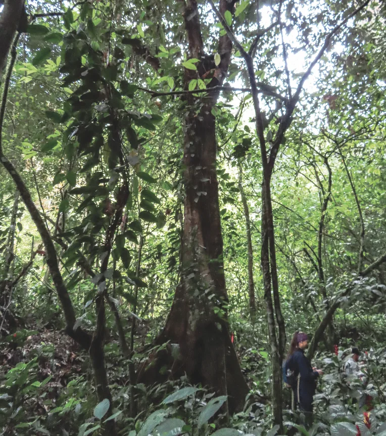 Ocho especies de árboles en riesgo de extinción en Antioquia