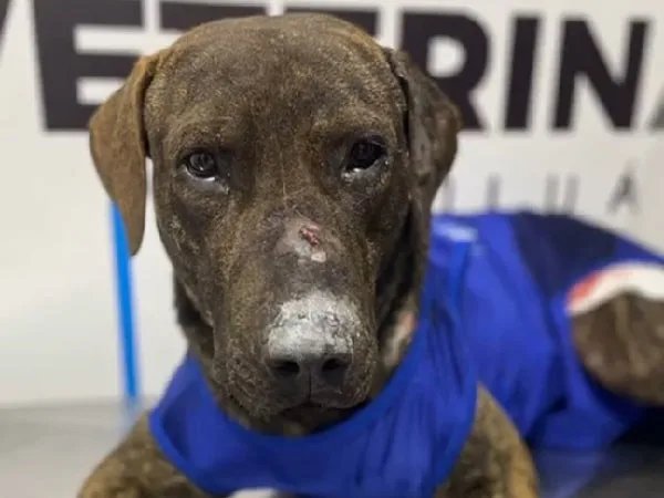 Cojito, perro de estación de Policía de Riofrío, Valle.