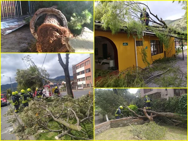Ráfagas de viento tienen en alerta a Pasto: caída de árboles y de techos se ha vuelto constante