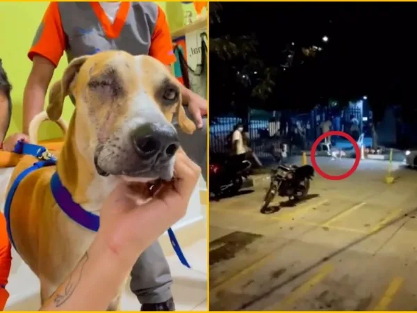 Mono perro salvado en Santa Marta