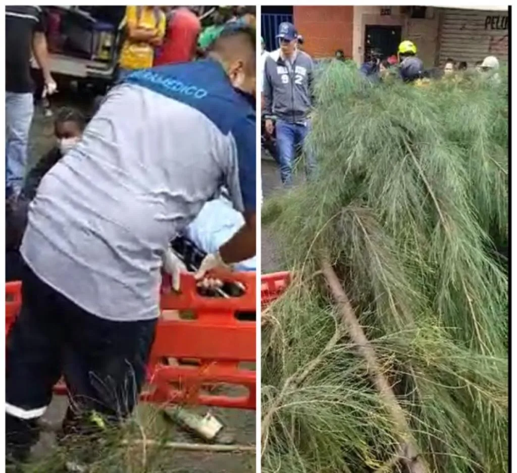 un árbol cayó en Siloé