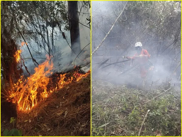 Caos ambiental en Nariño: Van 1.095 hectáreas destruidas y especies afectadas por incendios