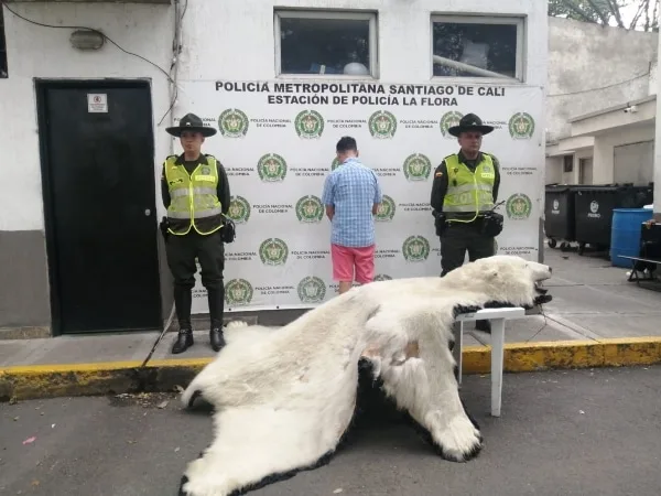 Incautan piel de oso polar en un local comercial del norte de Cali.
