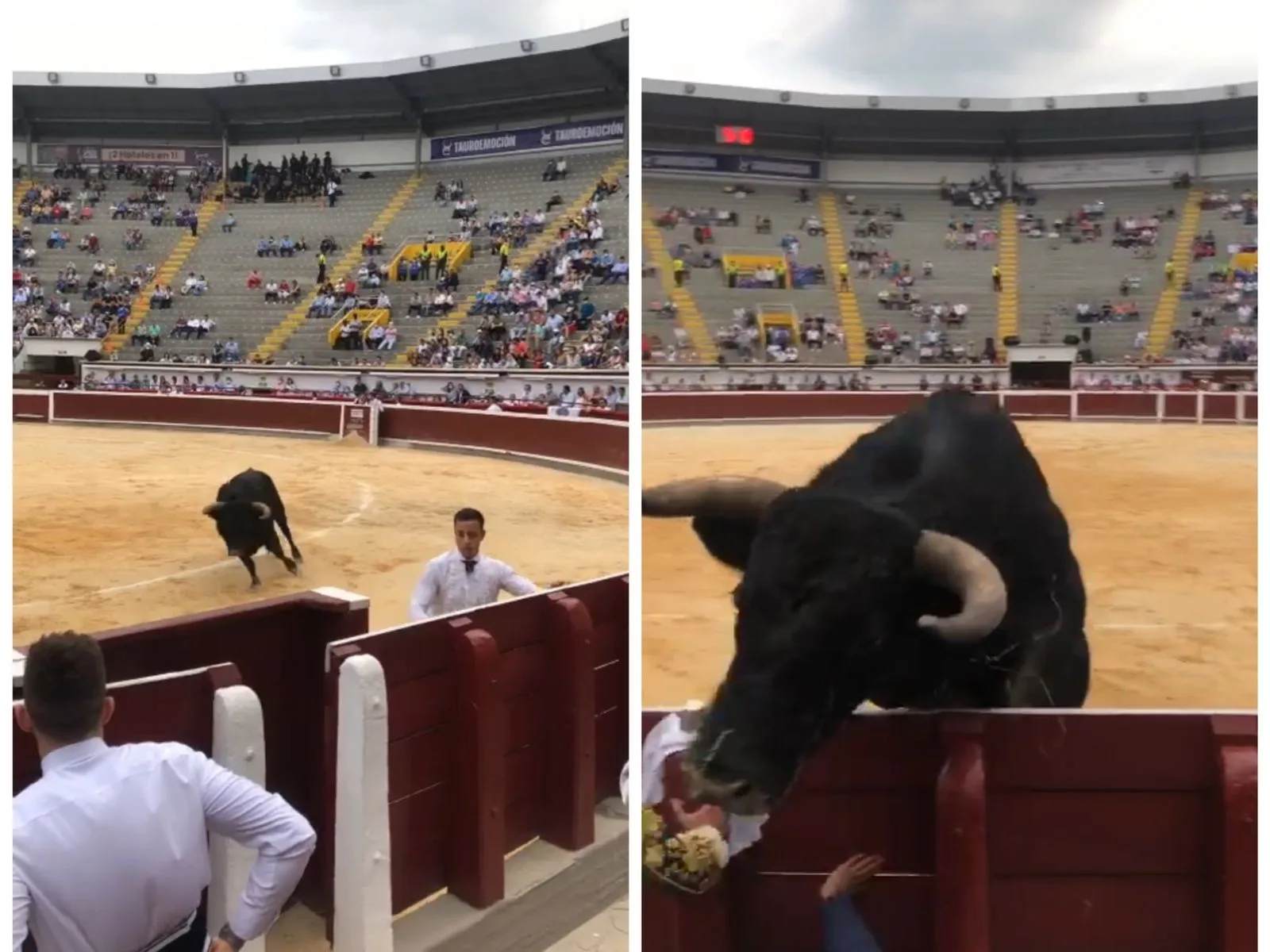 ¡Susto en el Cañaveralejo! el toro Avellanito saltó al callejón y causo temor entre los espectadores