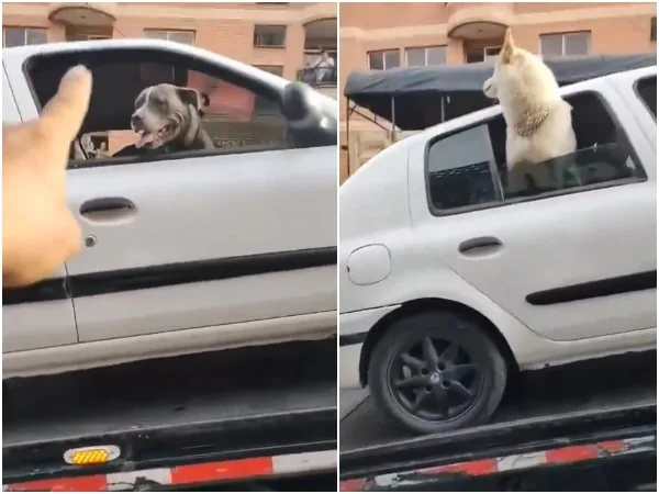 «Me inmovilizaron el vehículo con mis perros adentro»: Ciudadano denuncia en Antioquia