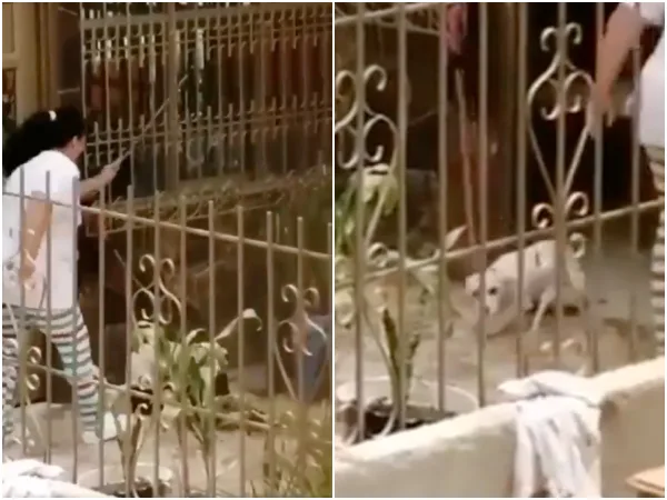 Investigan caso de maltrato animal en Cali, una mujer estaría golpeando a un perro