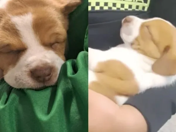 Hombre, por no pagar el transporte de su cachorra, decidió abandonarla en el baño del aeropuerto El Dorado; esto le encontraron a la perrita