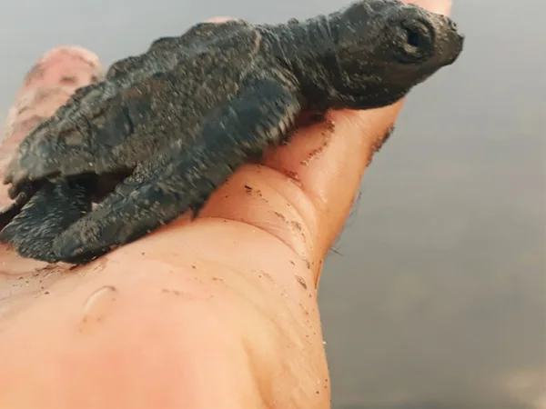 Sanquianga tortugas