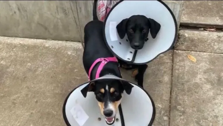 Se les volvió costumbre abandonar perros en el centro de bienestar animal en Cali
