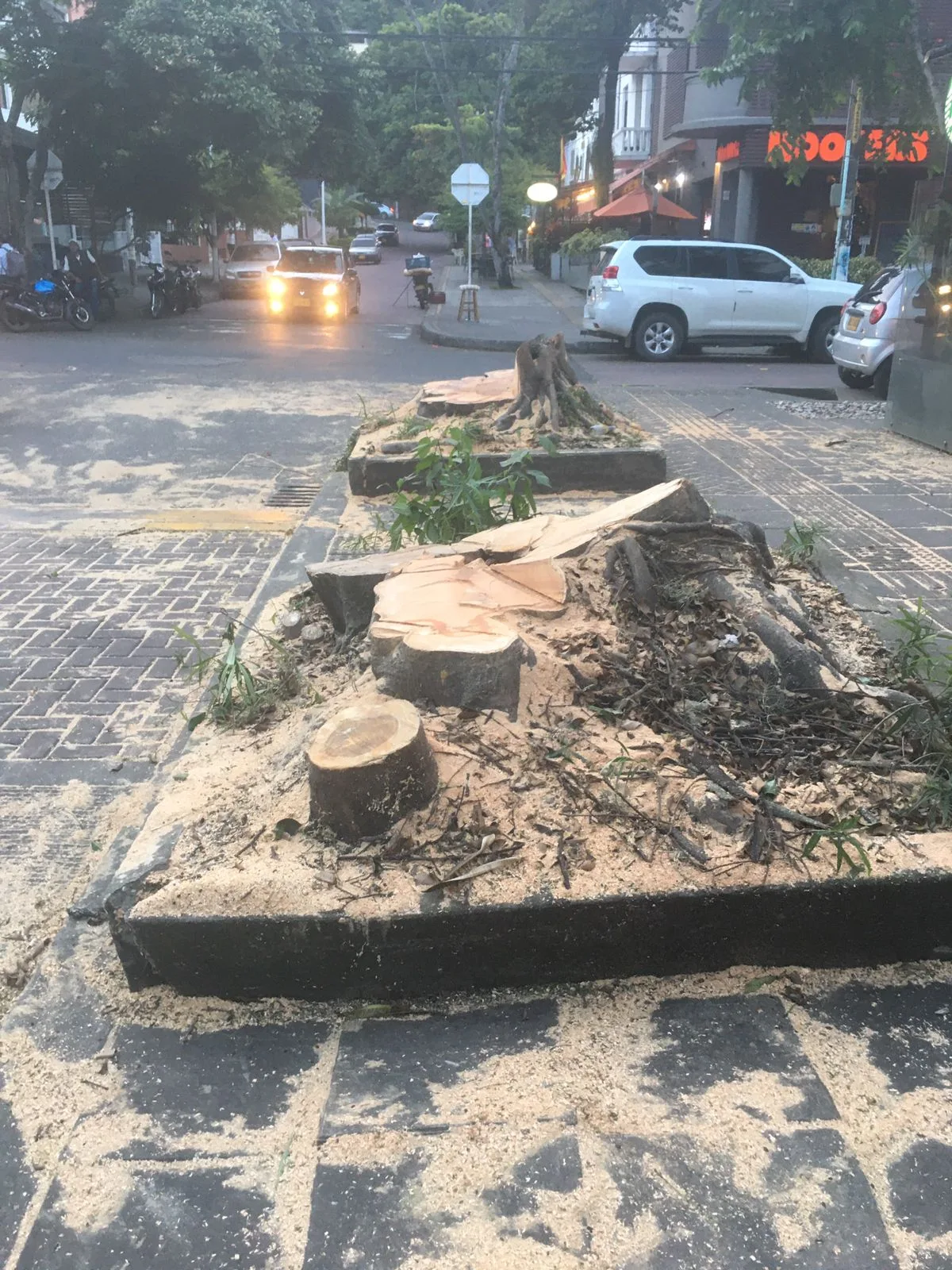 árboles talados en Granada