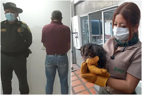 Rechazo en Nariño por maltrato animal: zarigüeya fue golpeada y amarrada a un tronco