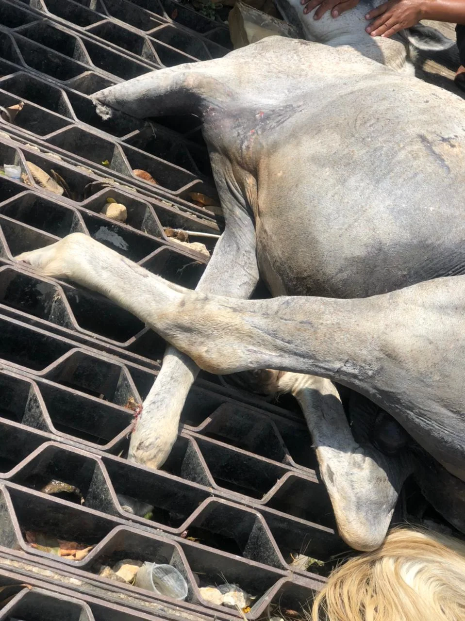 carromuleros caballos Barranquilla