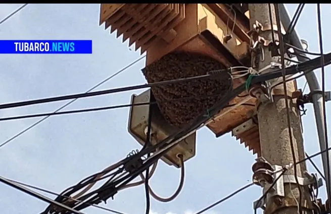 Eran miles de abejas africanizadas, más de tres horas duró operativo de traslado en Cali