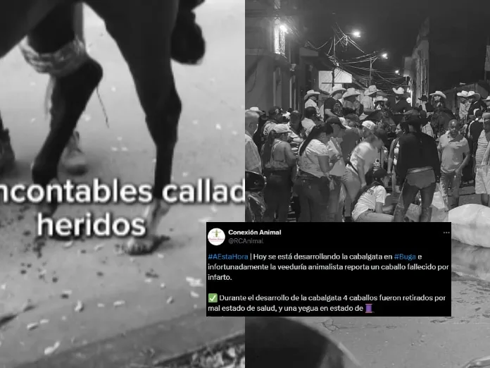 Cabalgata en Buga: Un Caballo fallecido y otros Retirados por problemas de salud