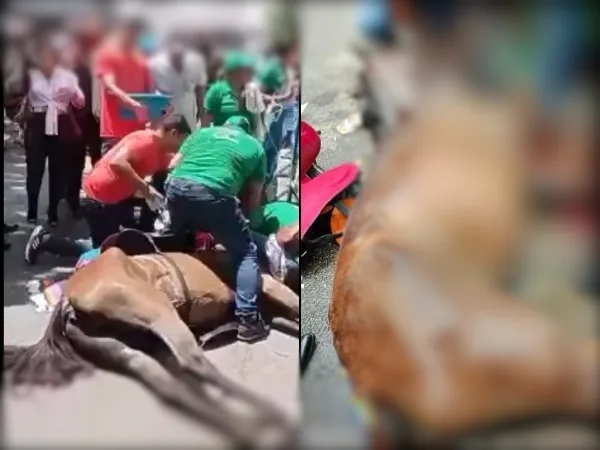 Como en Tuluá, en El Espinal, Tolima caballos terminaron desplomados en desfile de reinas
