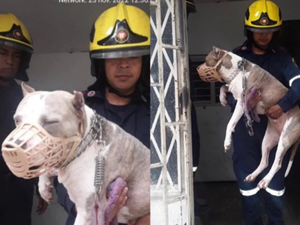 Goliat pitbull perro Bomberos de Cali