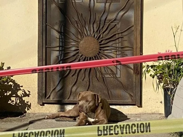 Chato e perro en Tijuana de una periodista