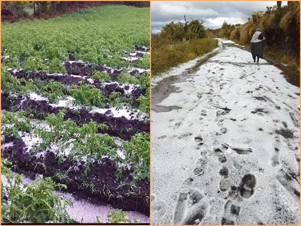A campesinos en Nariño no los suelta la crisis, granizada arrasó con cultivos de papa y hortaliza