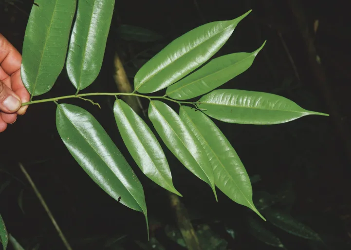 Ocho especies de árboles en riesgo de extinción en Antioquia