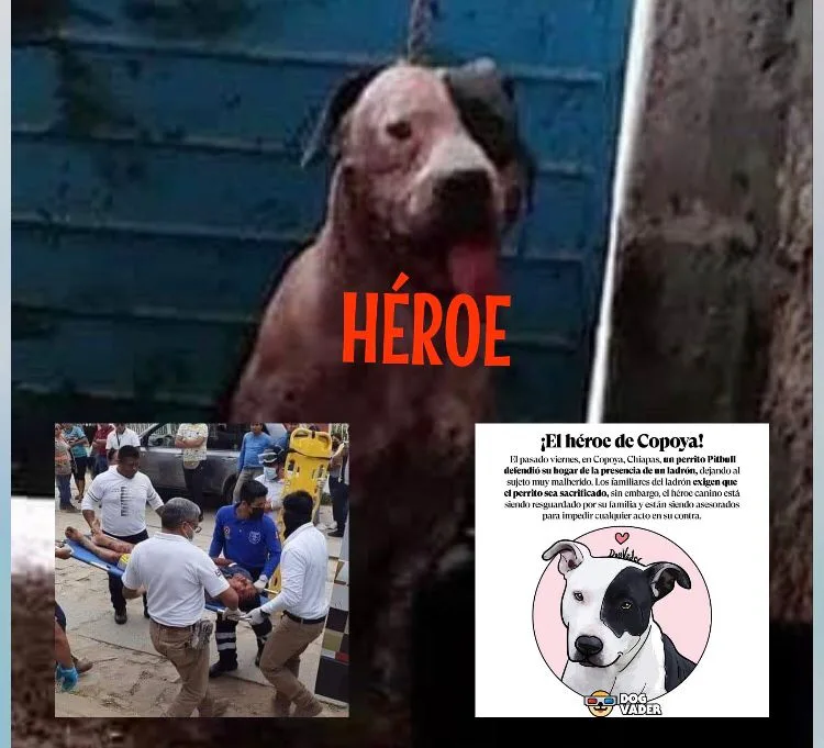 perro Max Copoya México