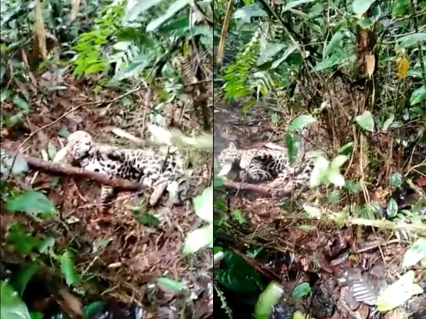Con la campaña "En la Piel del Jaguar", buscan proteger esta especie en Colombia
