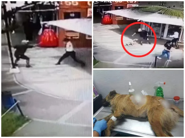 En medio de una pelea, sujeto le causo heridas de gravedad con un machete a un perro en Popayán