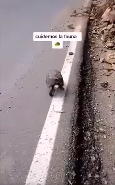 de una tortuga