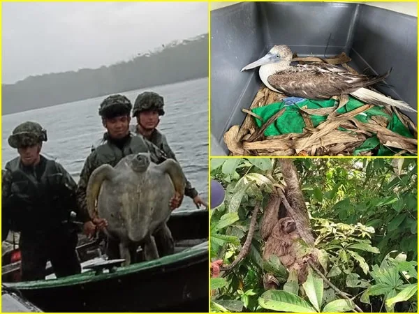 Al parecer estas especies pretendían ser comercializadas como mascotas y para el consumo humano, que pone en riesgo su preservación, afectando el ecosistema en Nariño.