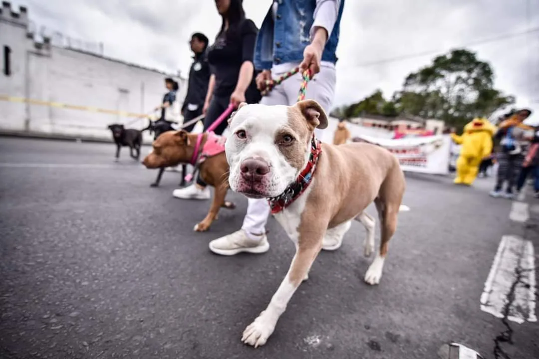 Censo de animales: más de 46 mil mascotas hay en Pasto