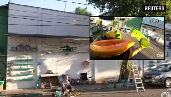 El fantástico y peculiar hotel para aves en medio de una calle en Sao Paulo, Brasil