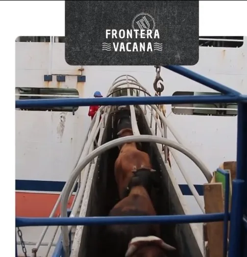 narcovacas