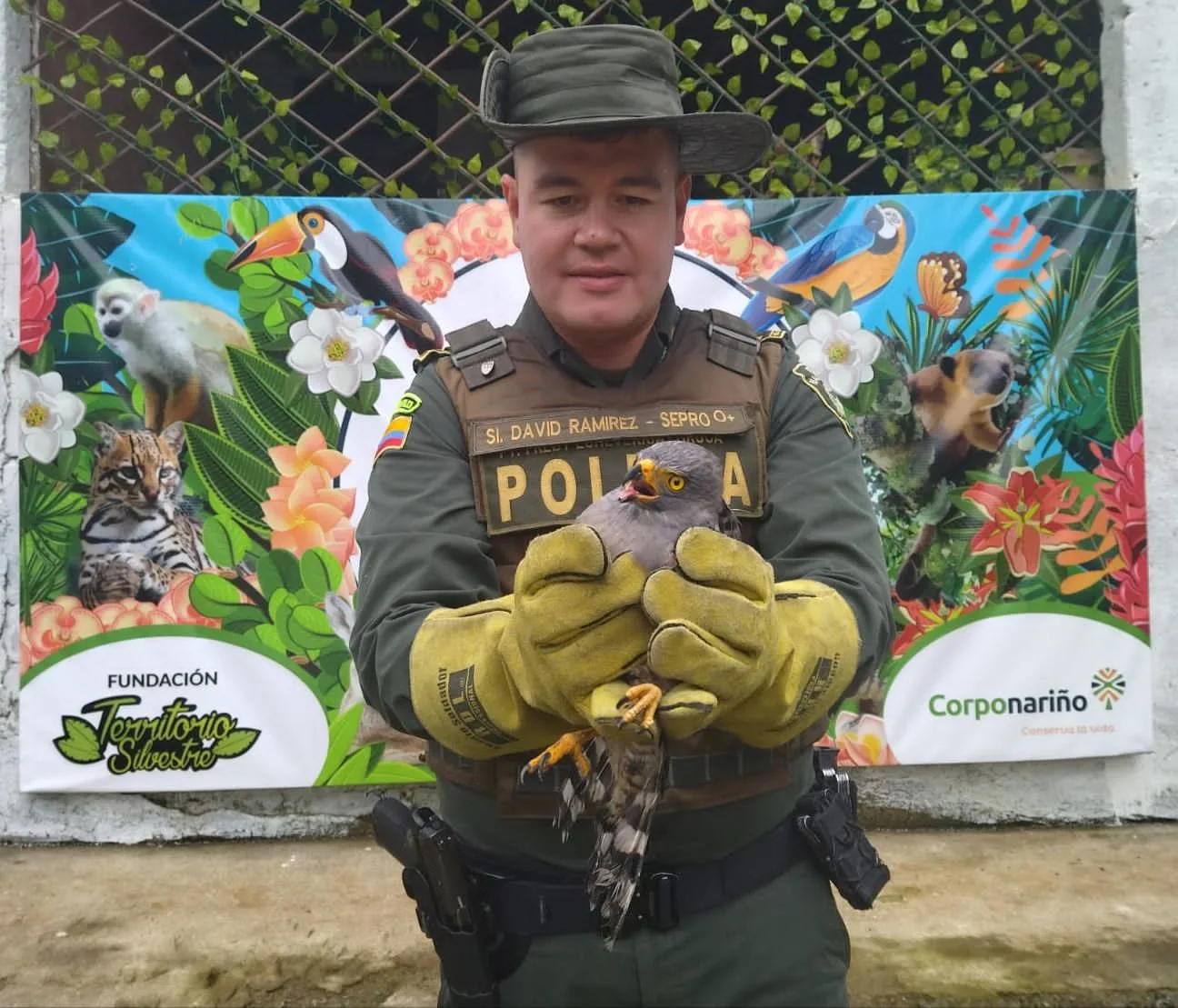 Rescate de hermoso Gavilán en Pasto