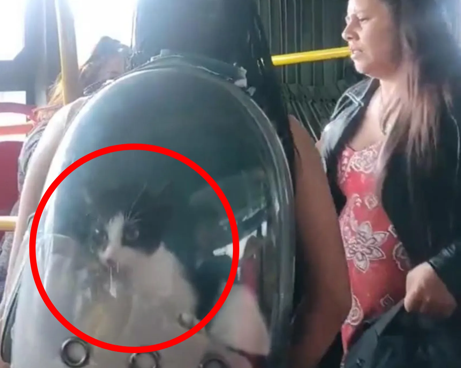 Transmilenio gato pelea mujeres