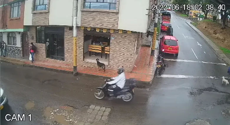 un perro