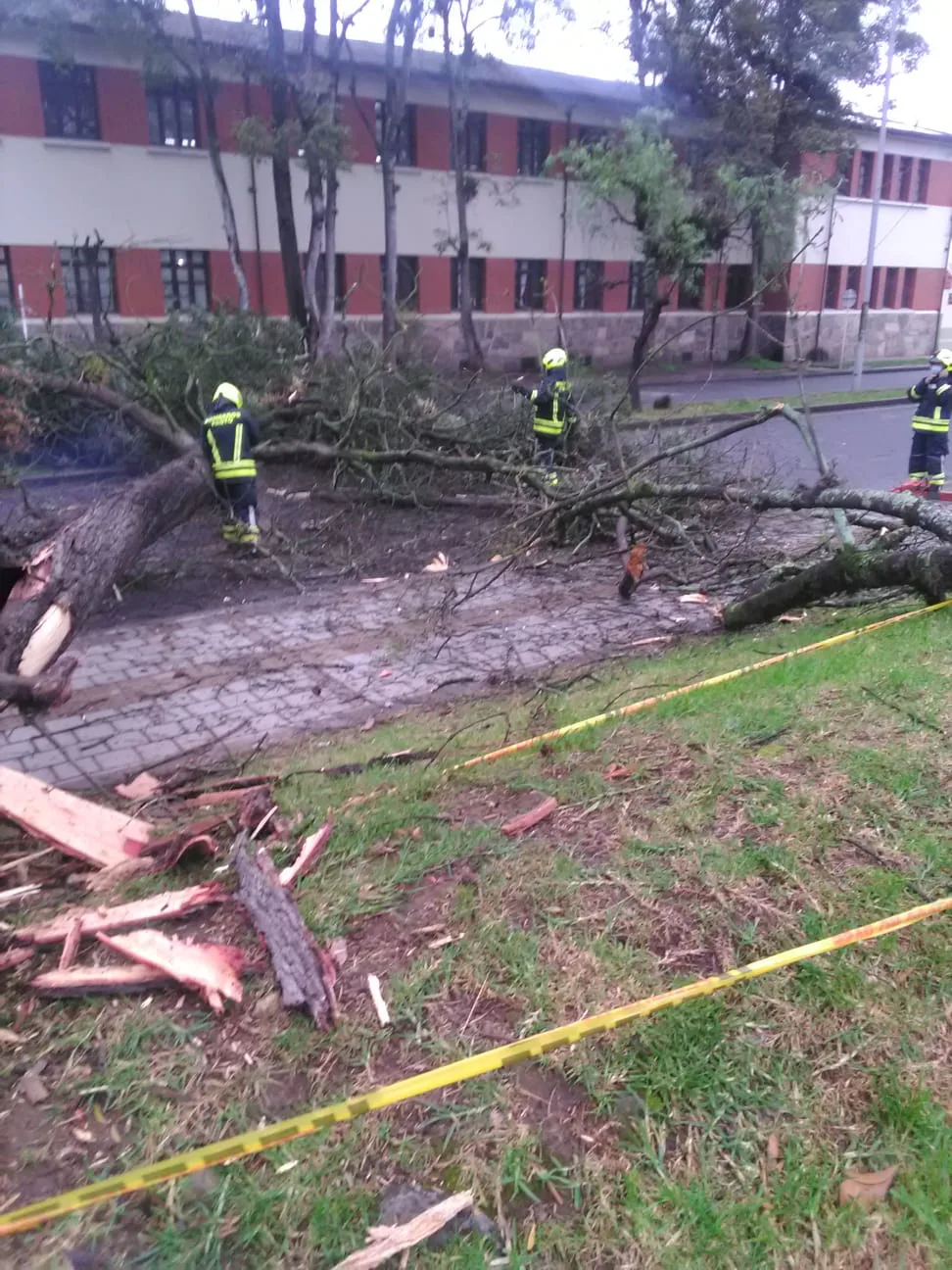 se cayó un gigante árbole n Pasto