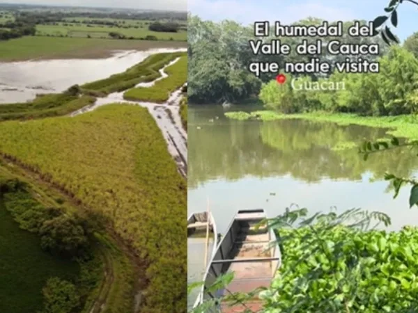 El humedal poco visitado en el Valle: humedal Madrevieja Videles, santuario de flora y de avistamiento de aves 