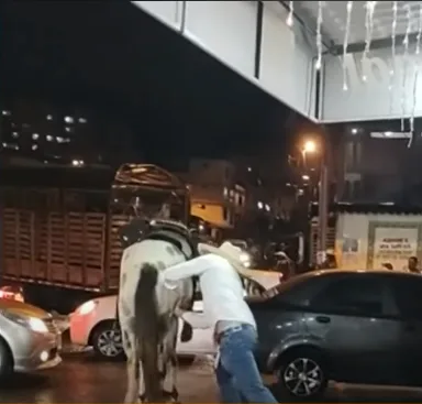 cabalgata de Manizales