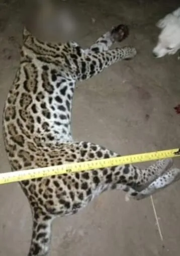 Asesinan a un tigrillo en Caquetá, según porque se estaba comiendo unas gallinas