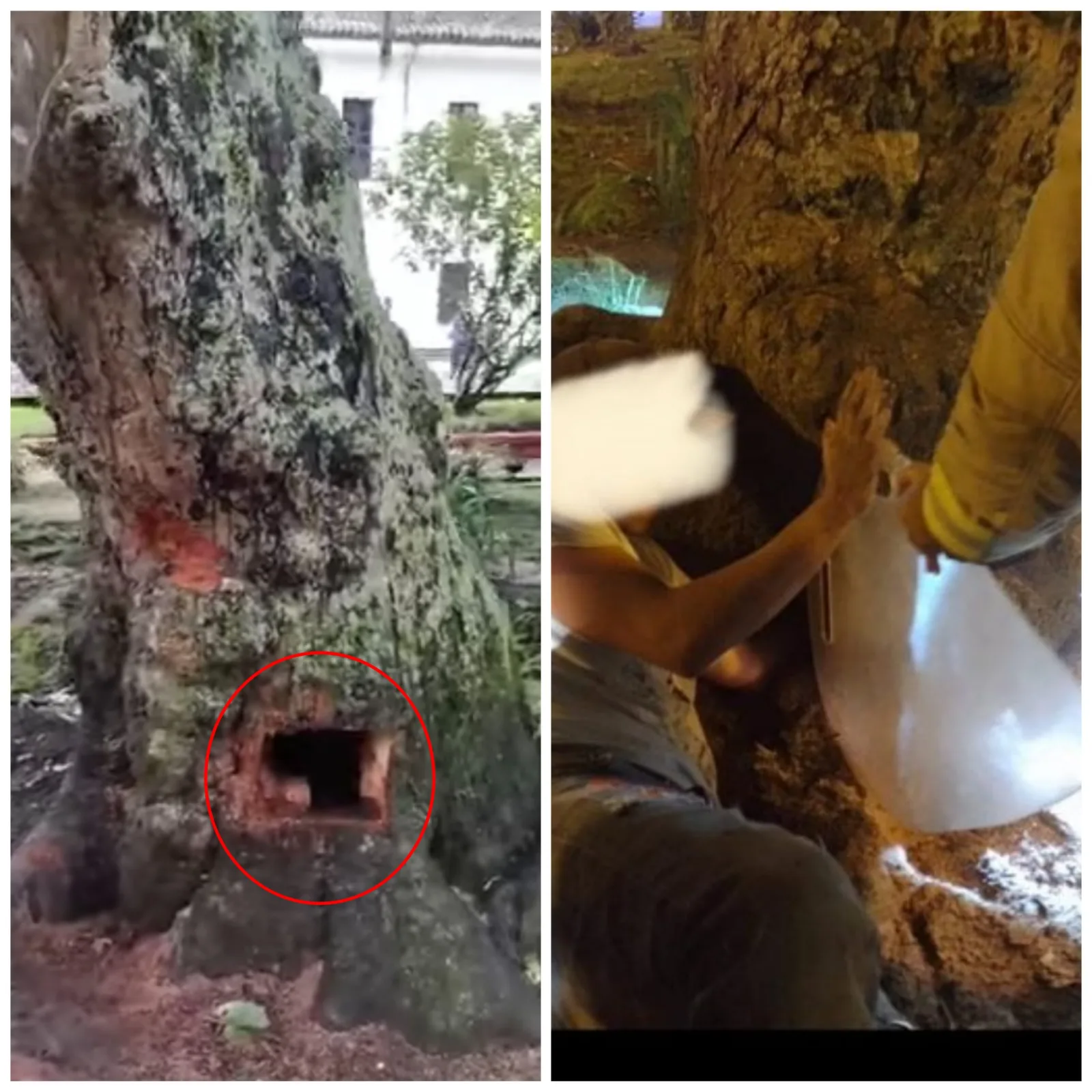 árbol hueco Parque Caldas Popayán