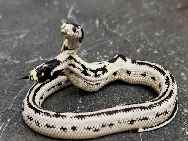 Nació serpiente de dos cabezas.