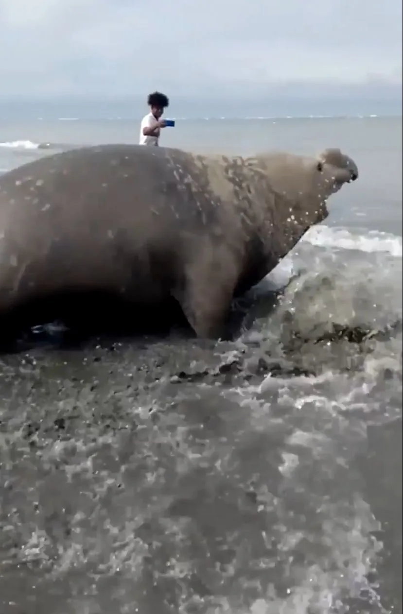elefante marino