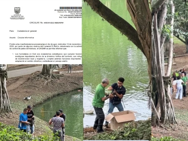 "Control de especies y protección al humedal": Dagma explica en comunicado la extracción de patos en el humedal El Retiro en Cali