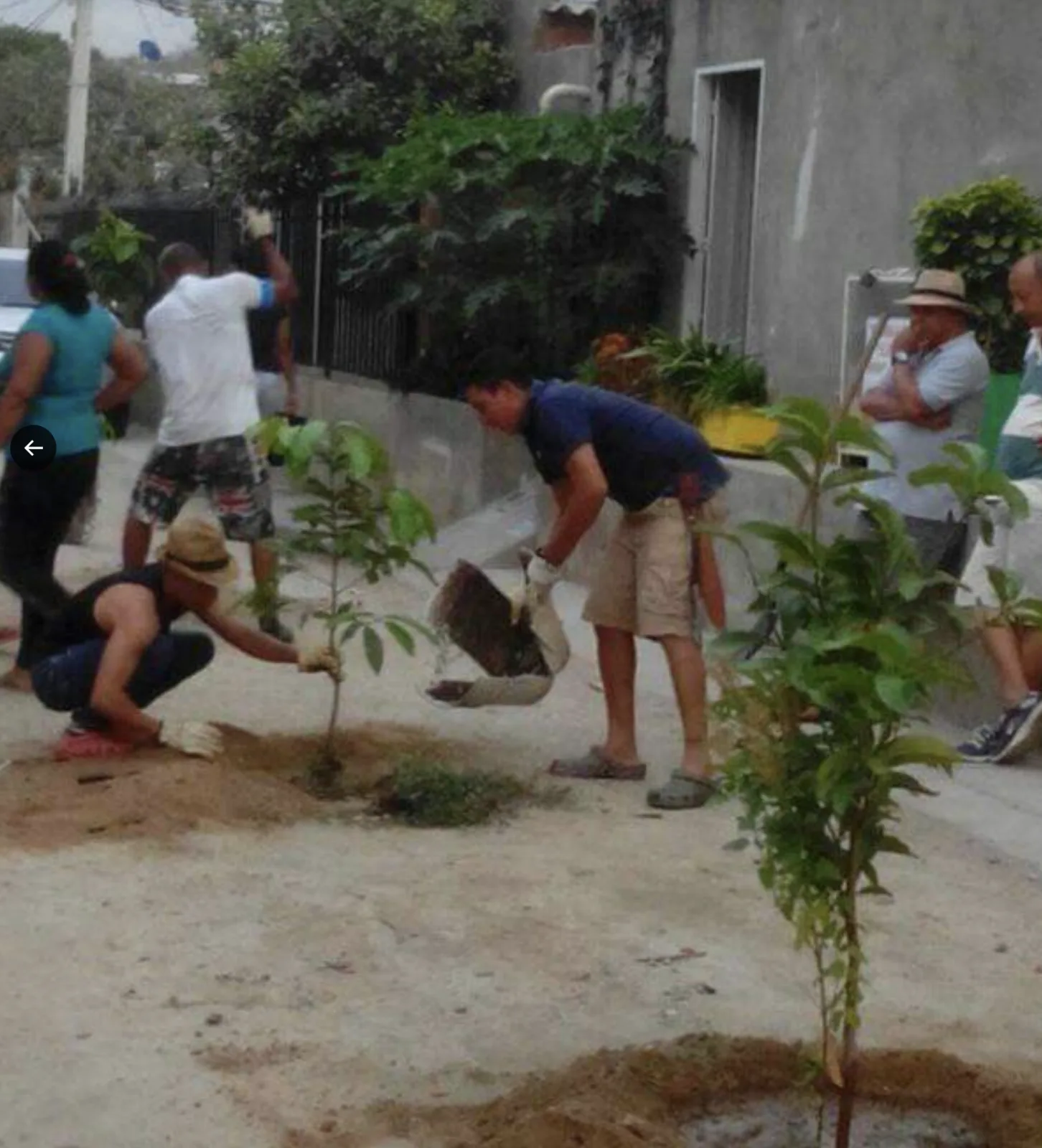 En Santa Marta, comunidad se unió para darle vida a las calles con la siembra de arboles