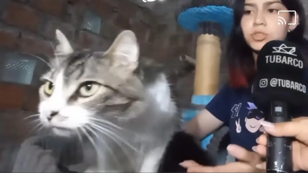 "Casa Gato" el hogar de paso de los gatos abandonados en Cali