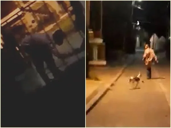 ‘Coco’ tiene en alerta a Palmira, estaría abusando de perros y gatos en las calles